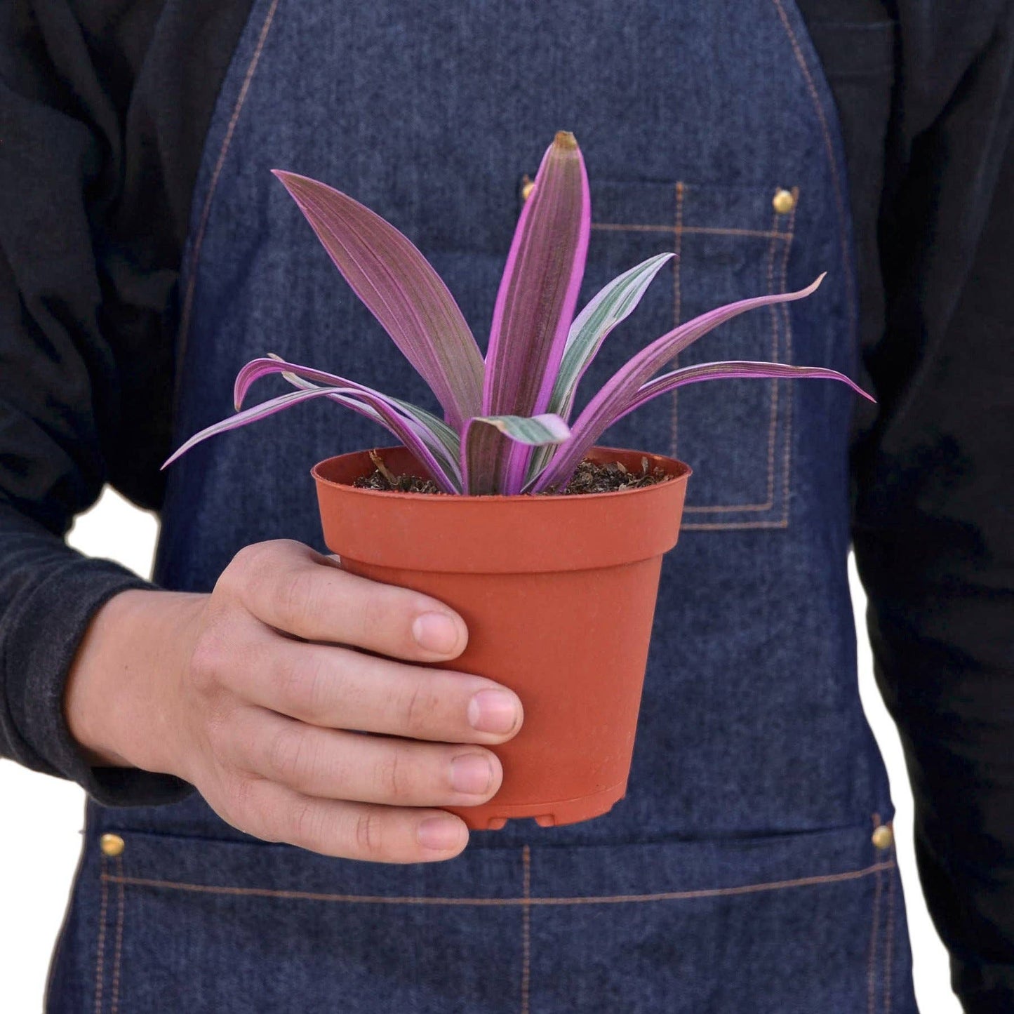 TRADESCANTIA MOSES IN THE CRADLE 4-inch