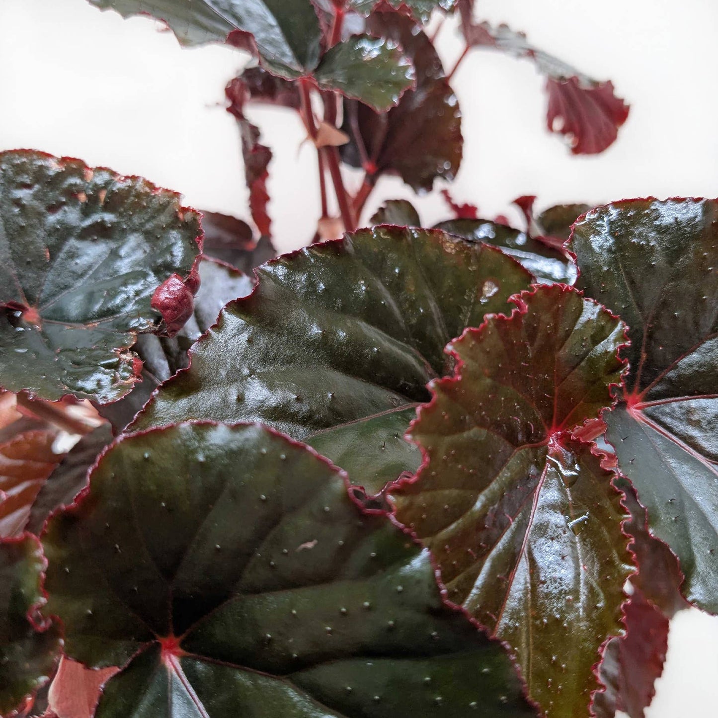 Begonia 'Black Magic' - 6" Pot