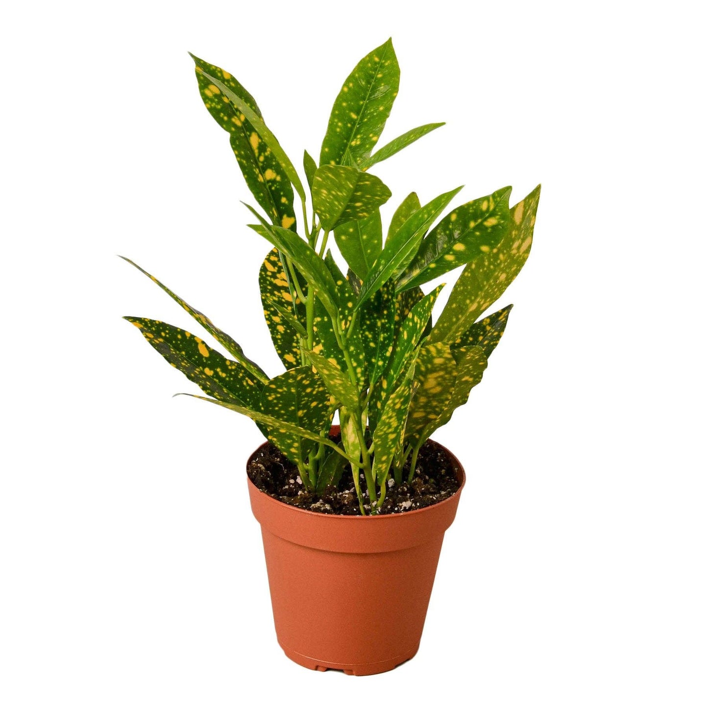 CROTON GOLD DUST