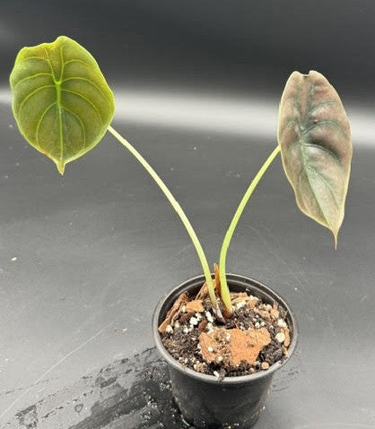 Alocasia Cuprea