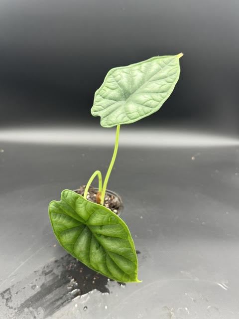 Alocasia Dragon Scale