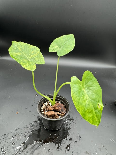 Alocasia Gageana Aurea