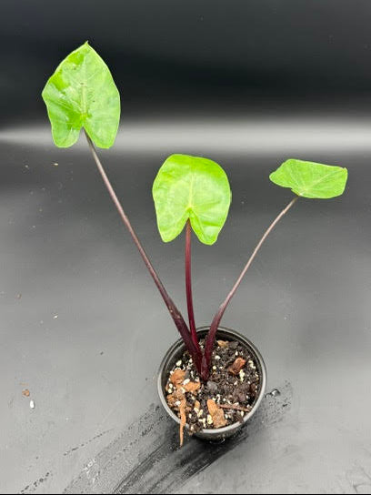 Alocasia Black Stem