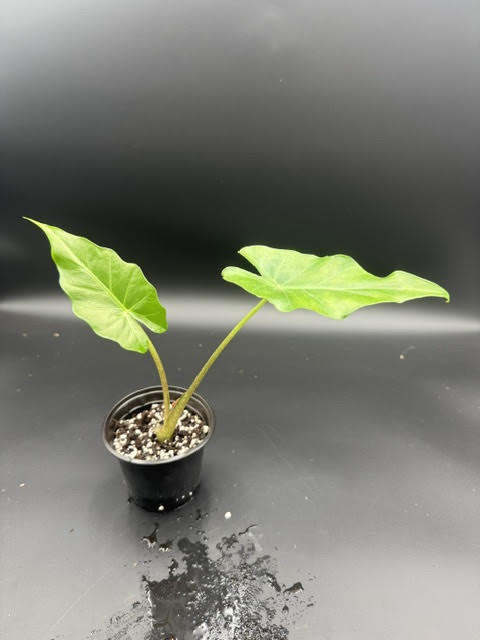 Alocasia Orda