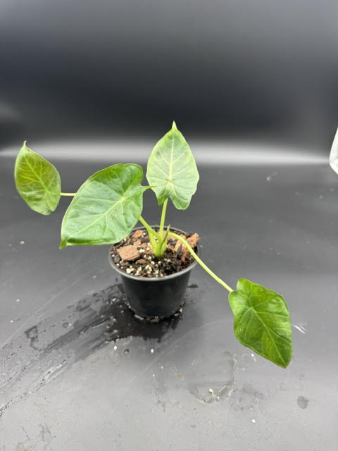 Alocasia Regal Shield