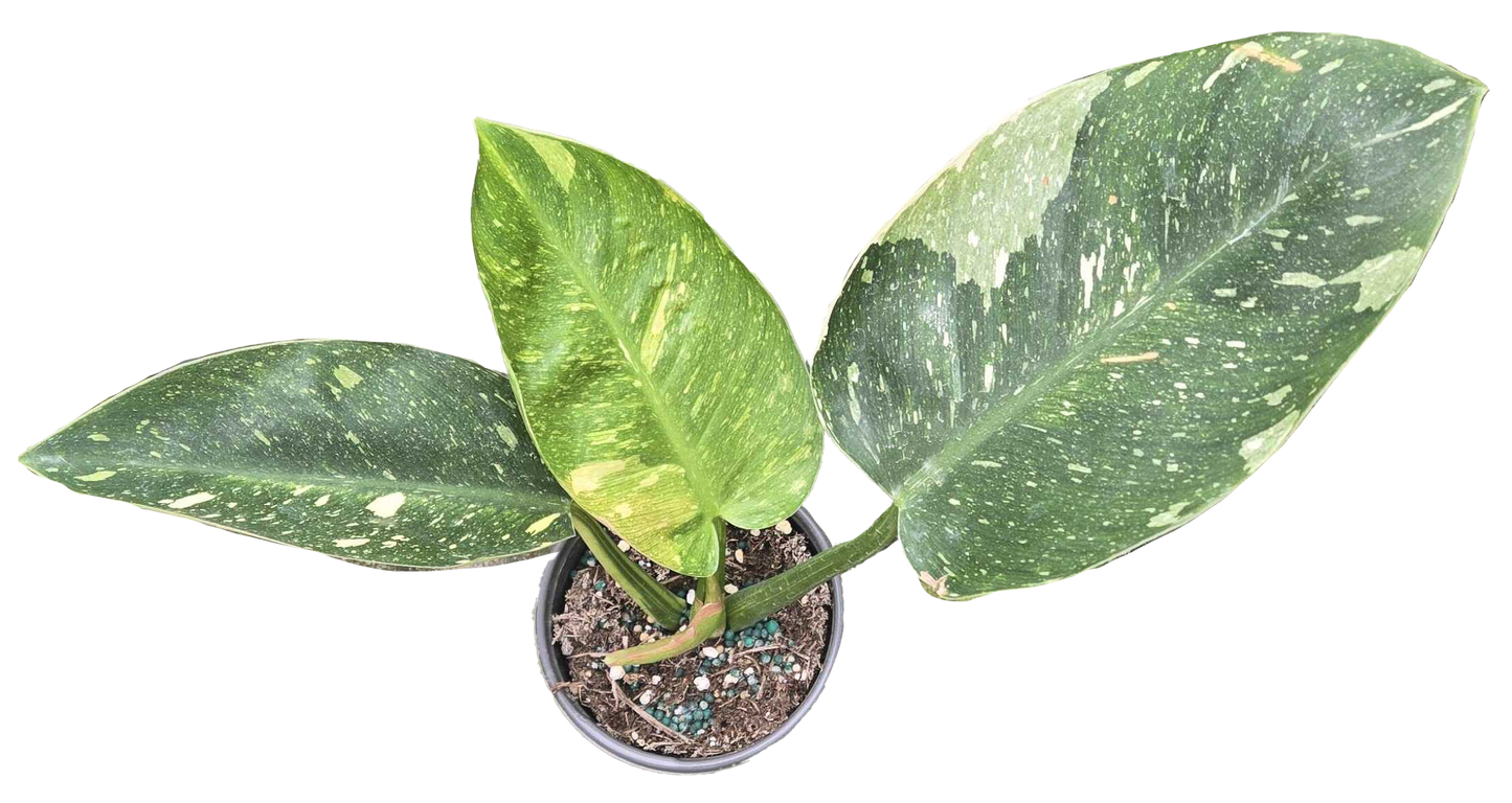Philodendron Congo Nuclear