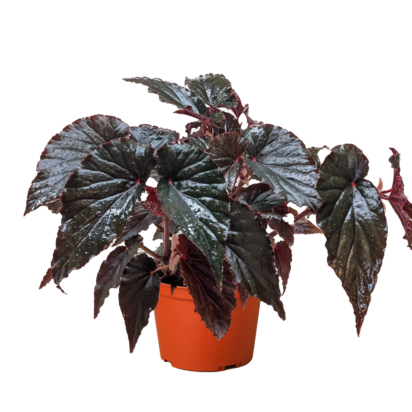 Begonia 'Black Magic' - 6" Pot