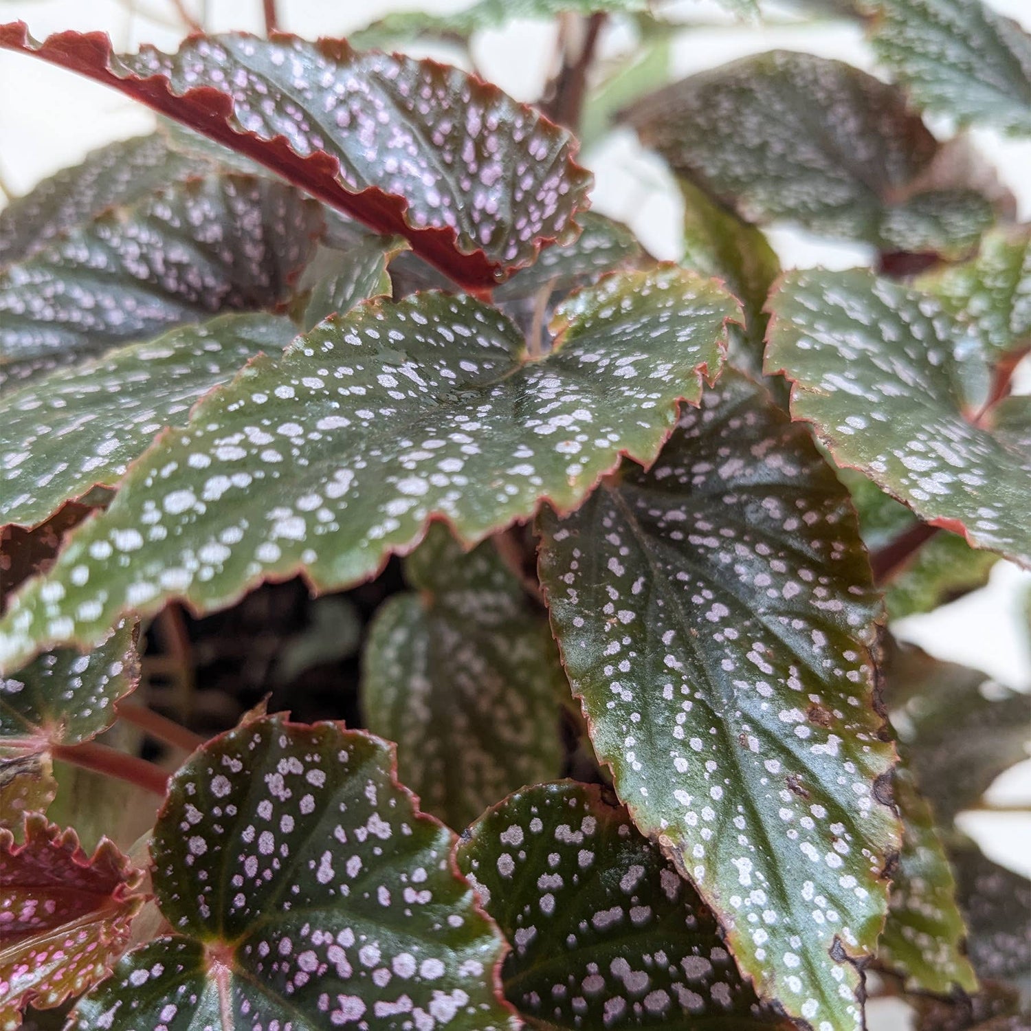 Begonia
