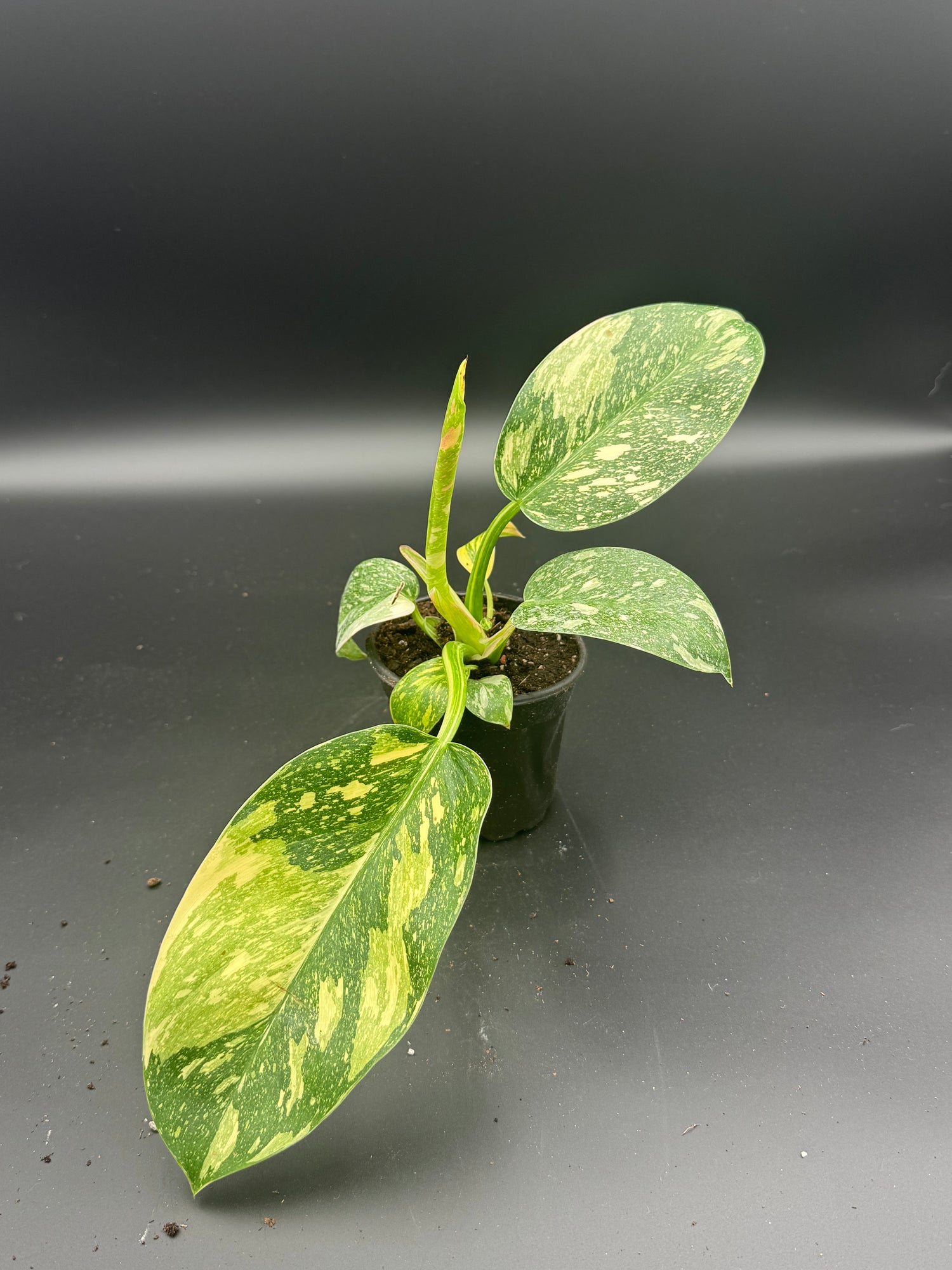 Rare Plants
