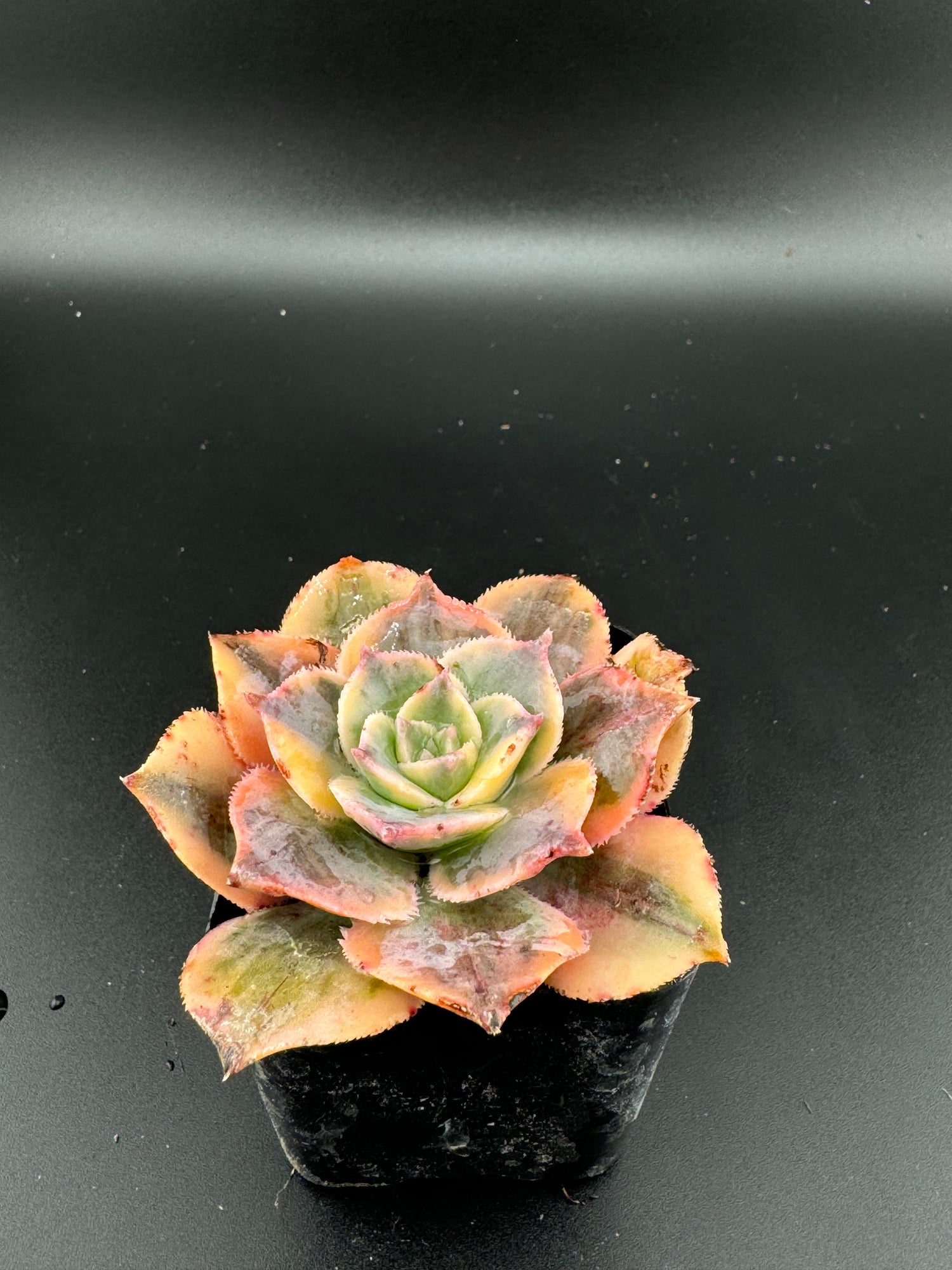 Cactus/Succulent