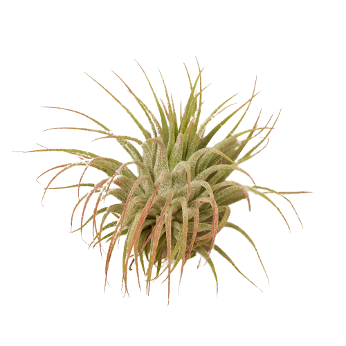 Air Plants