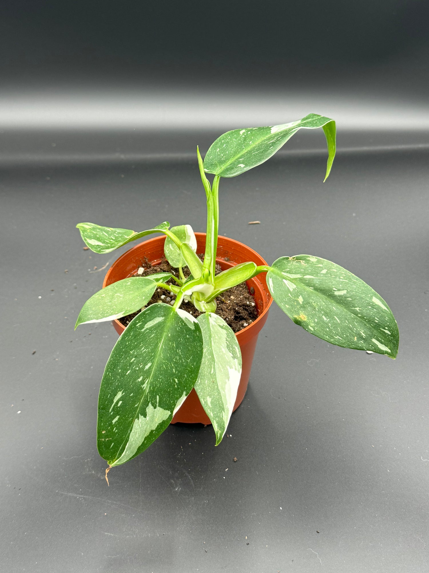 Philodendrons