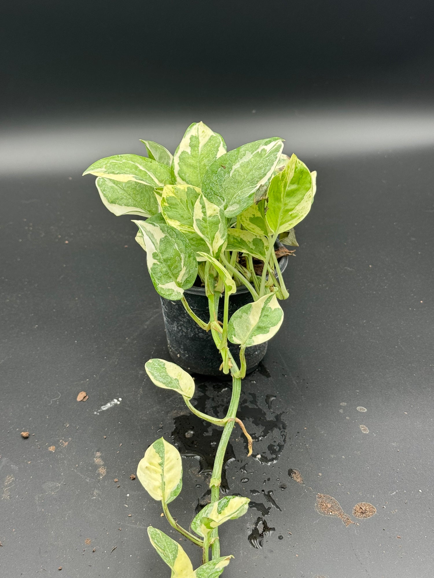 Pothos