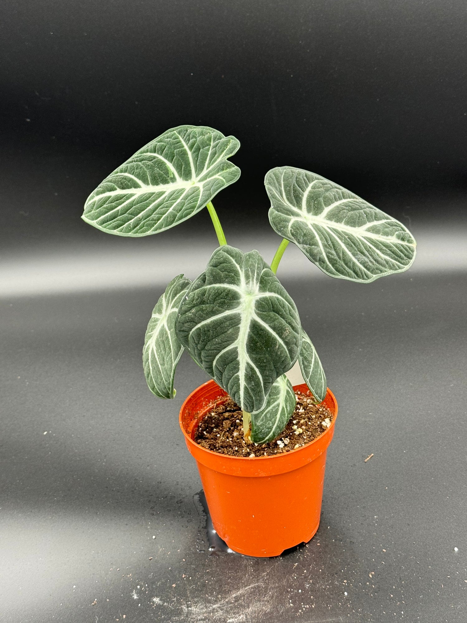 Alocasia
