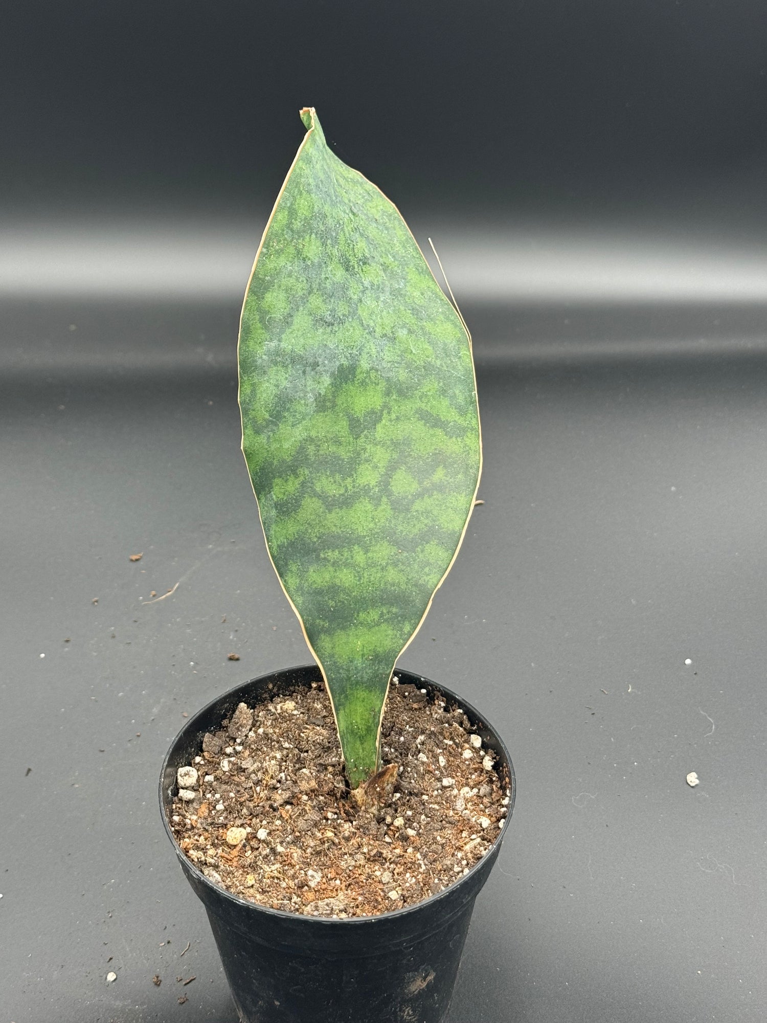 Snake Plant
