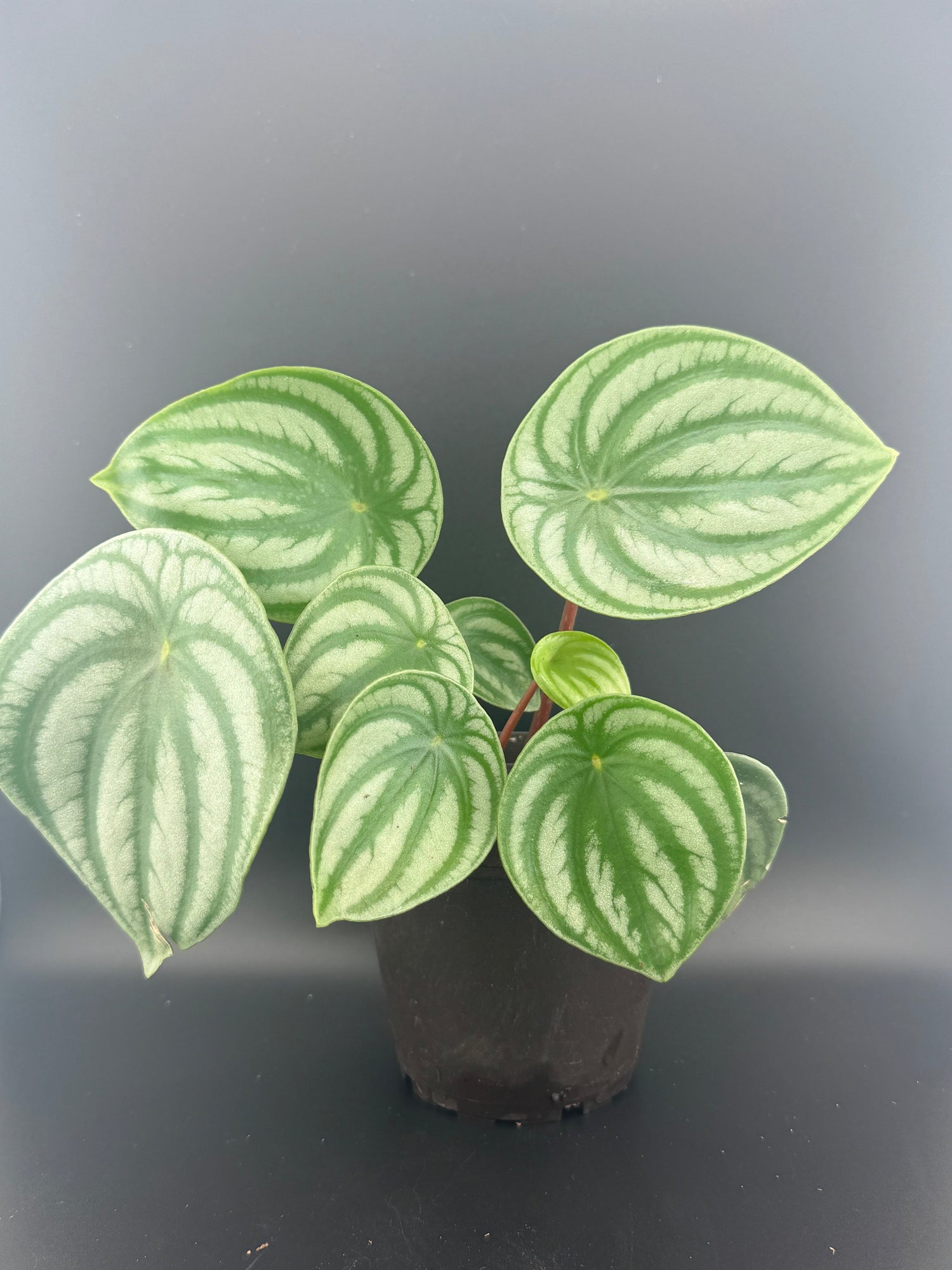 Peperomia