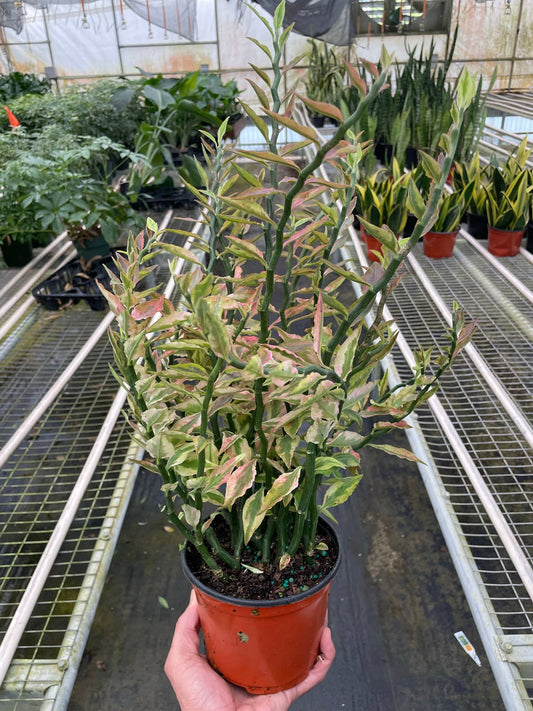 Euphorbia Variegated Devil’s Backbone