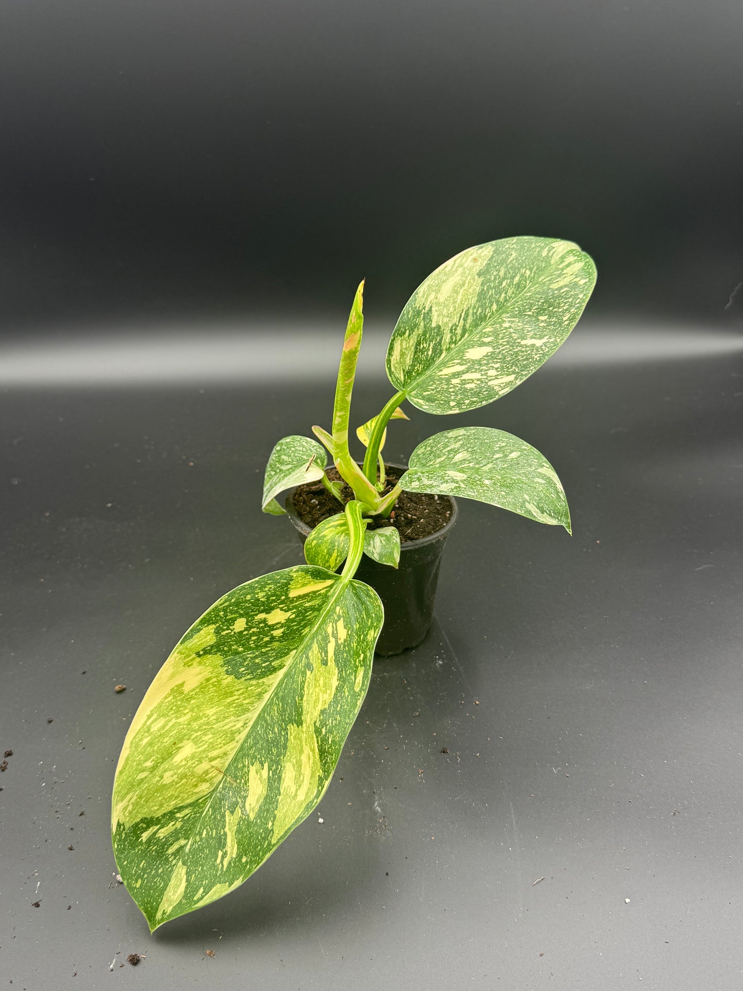 Philodendron Congo Nuclear