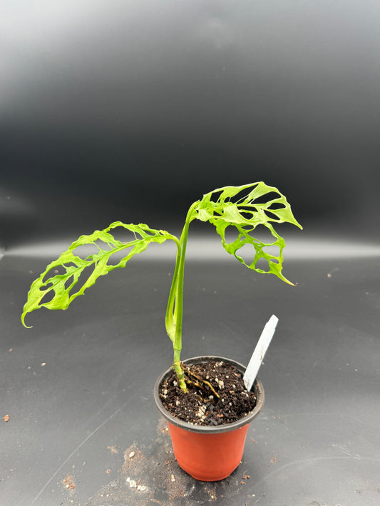 Monstera Obliqua Peru