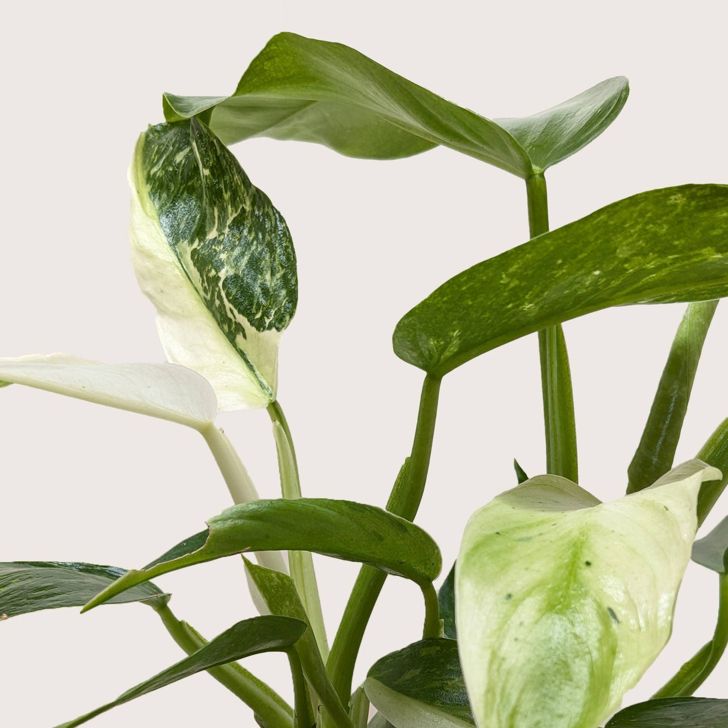 Philodendron Jose Bueno - 6" Pot