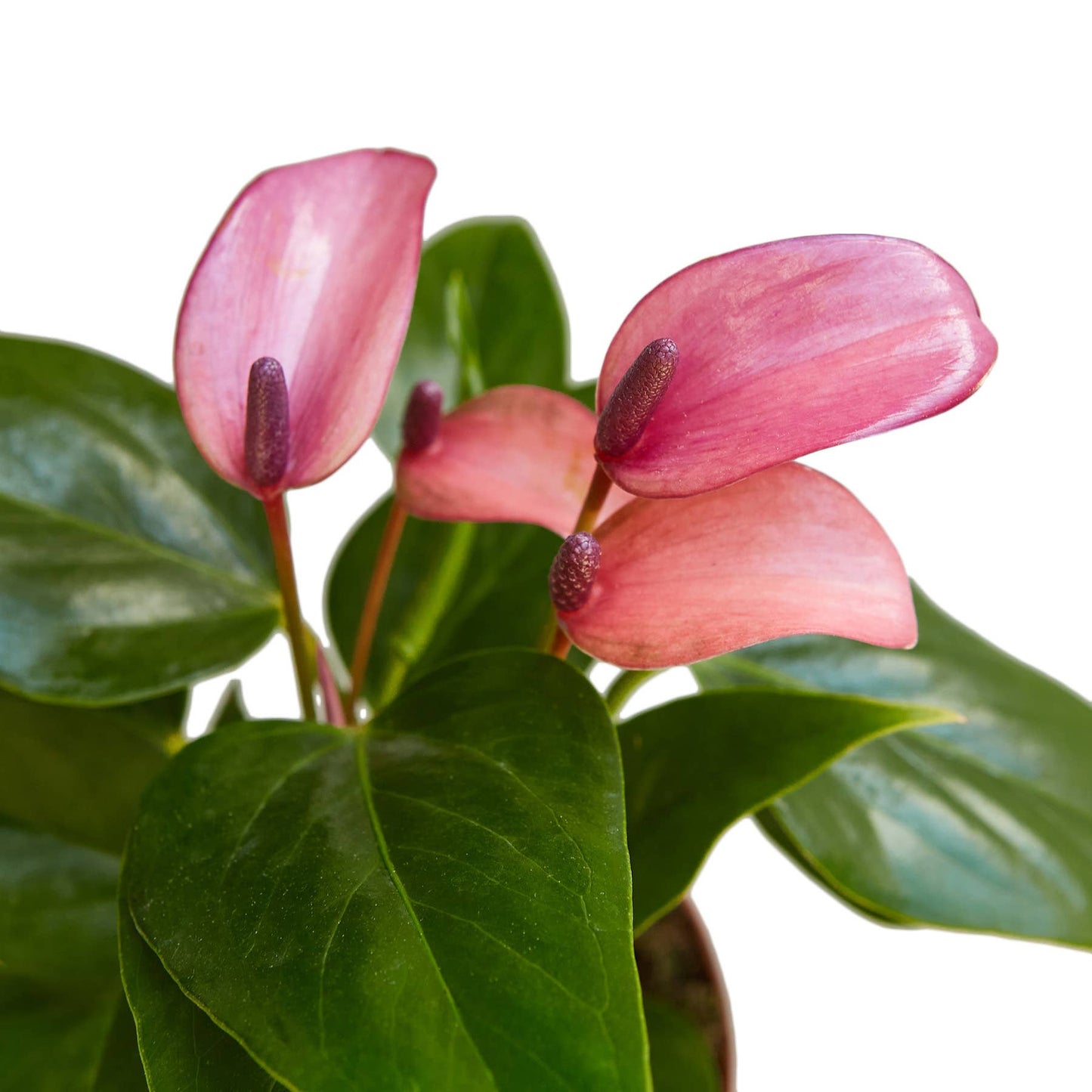ANTHURIUM PURPLE 4-inch