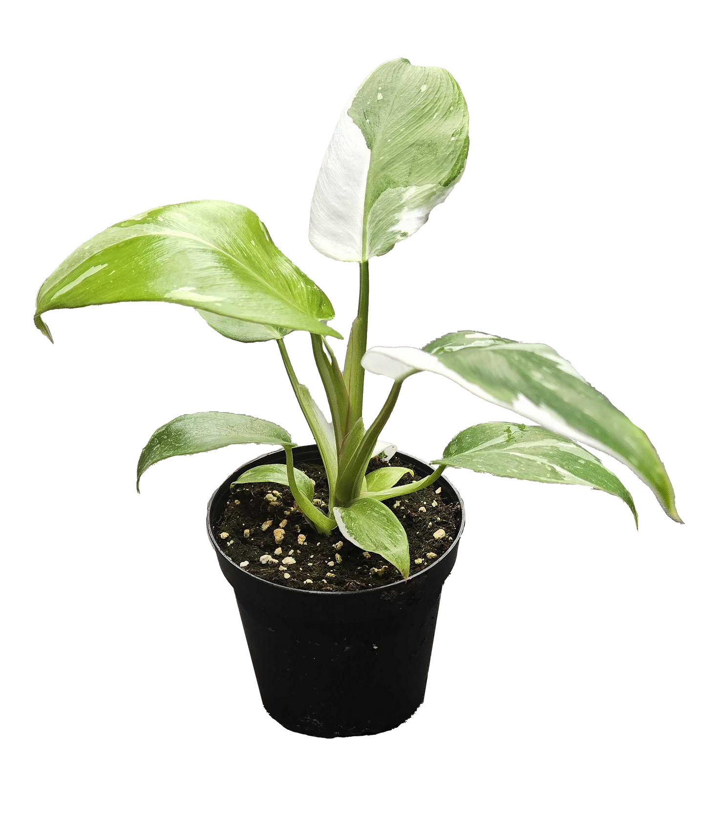 Philodendron White Wizard