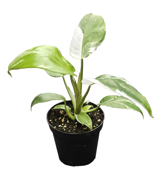 Philodendron White Wizard