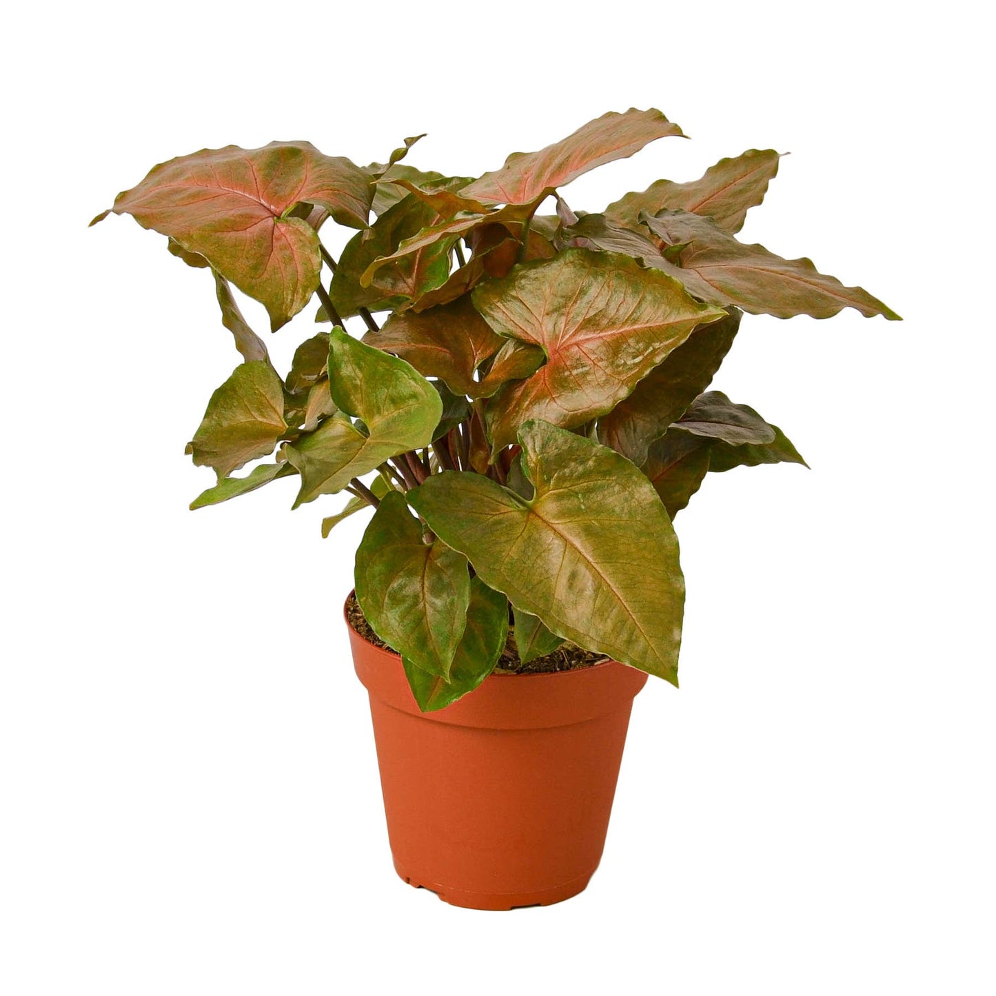 SYNGONIUM MERRY 4-inch