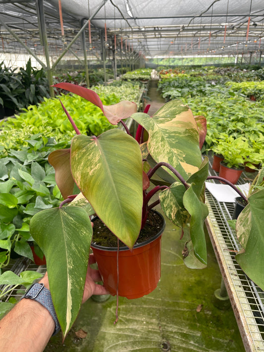 Philodendron 'Strawberry Shake' - 6" Pot