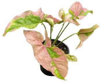 Syngonium Pink Lava 4 inch Grower Pot
