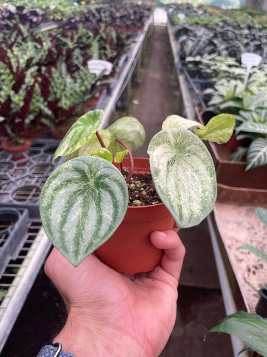 Peperomia 'Watermelon Variegated' - 4" Pot
