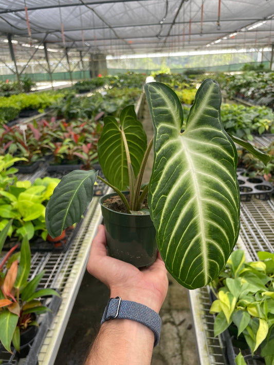 Xanthosoma 'Lendenii'