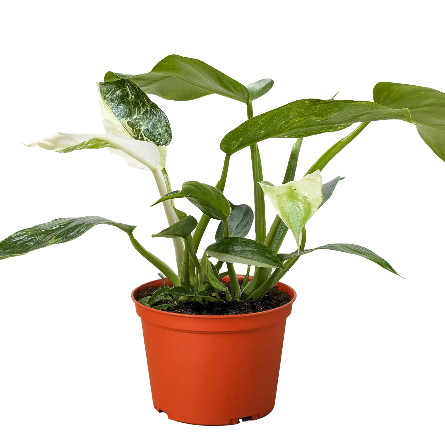 Philodendron Jose Bueno - 6" Pot