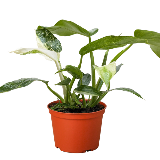 Philodendron Jose Bueno - 6" Pot