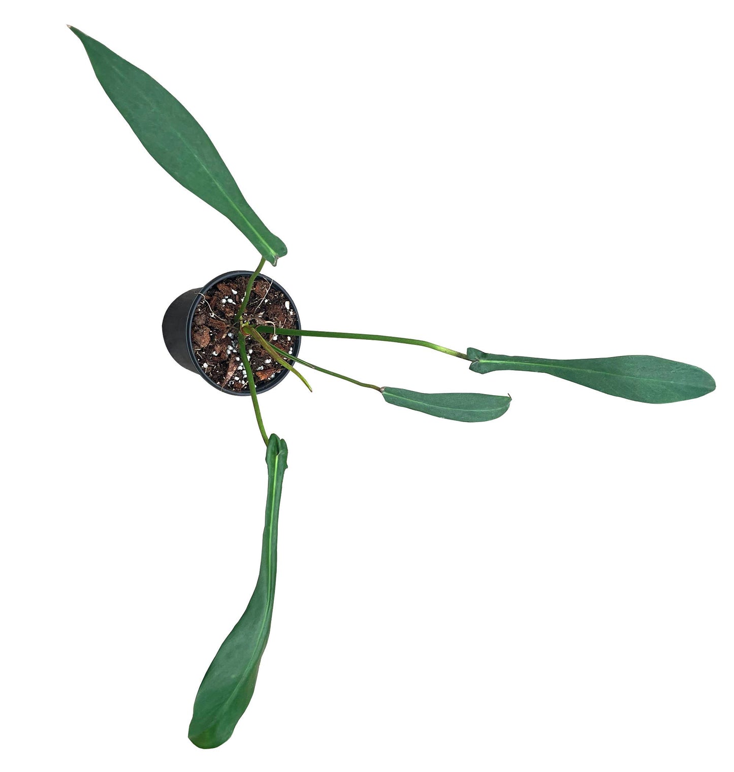 Philodendron Joepii