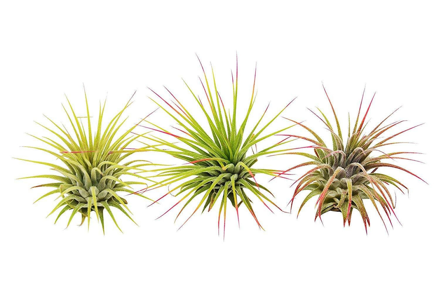 Ionantha Guatemala Air Plants