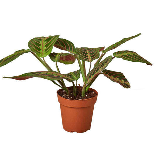 MARANTA RED  3-inch