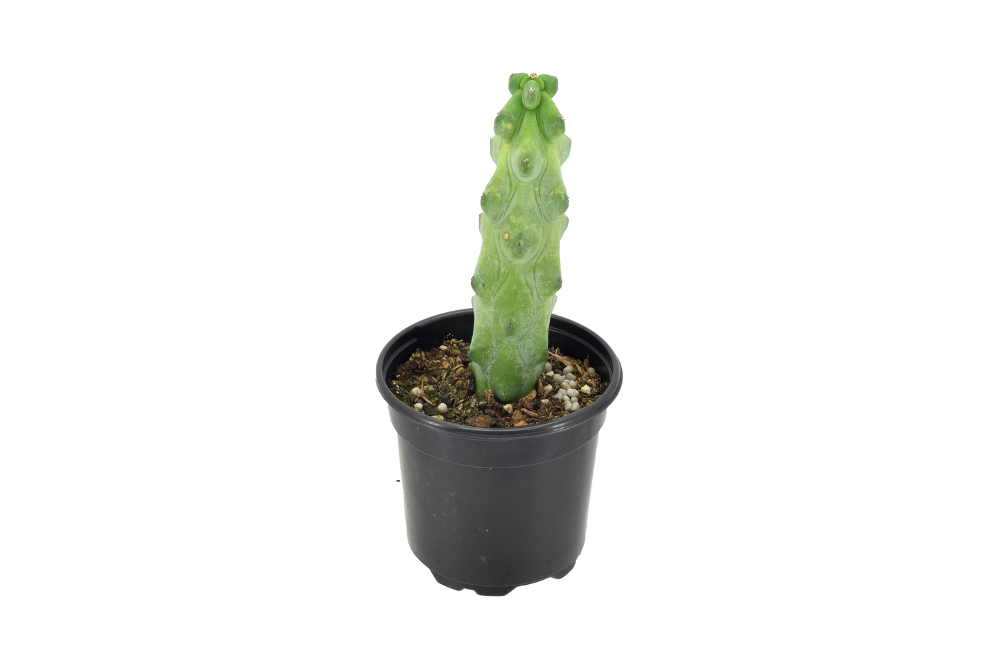 Cactus Boobie