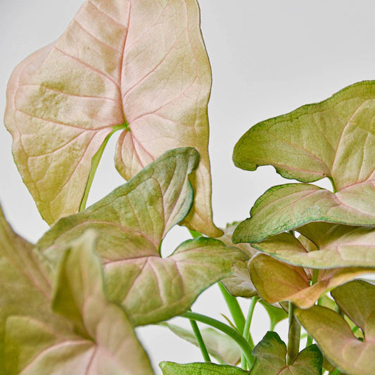 SYNGONIUM STRAWBERRY  3-inch