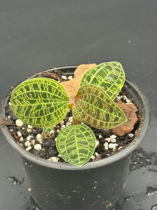 Macodes Jewel Orchid