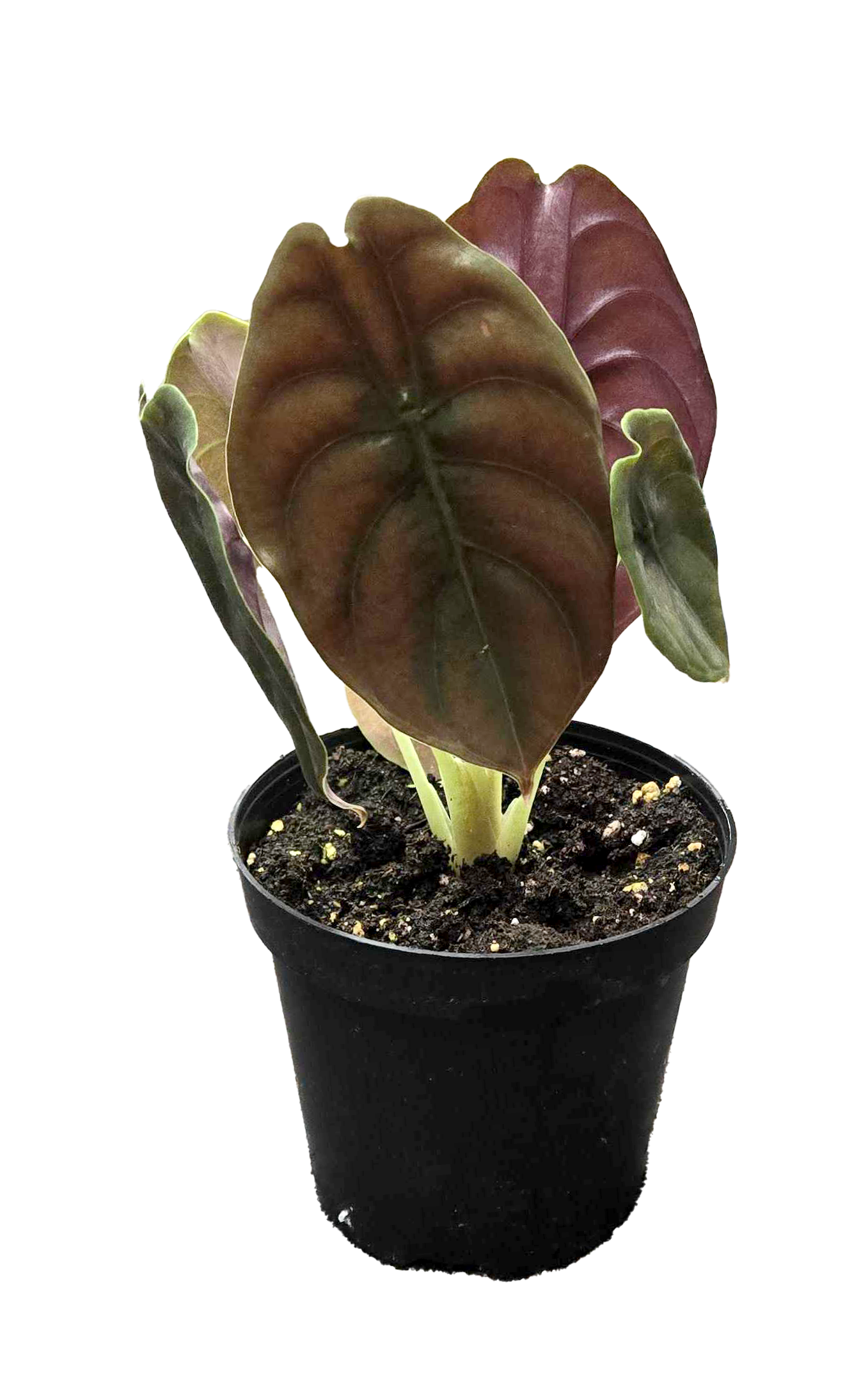 Alocasia Cuprea Red Secret