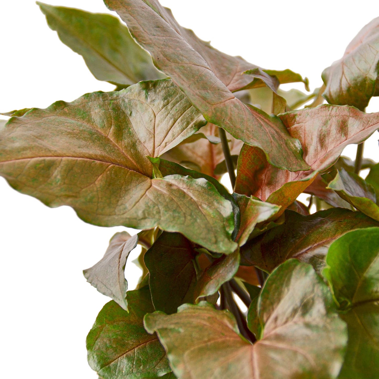 SYNGONIUM MERRY 4-inch