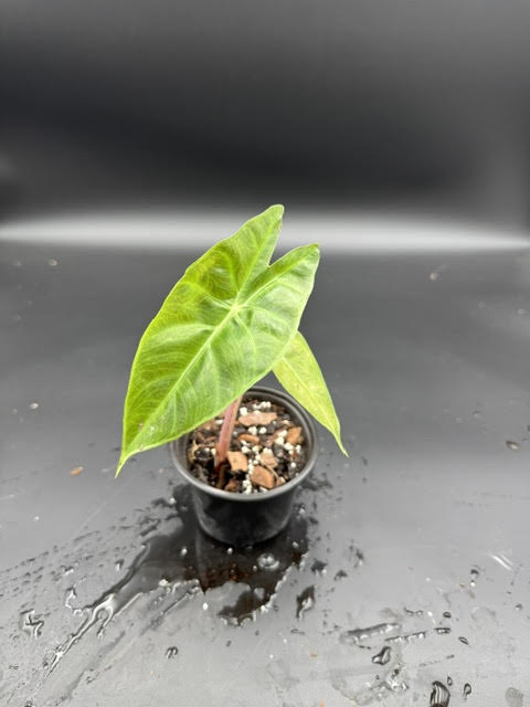 Alocasia Pink Dragon