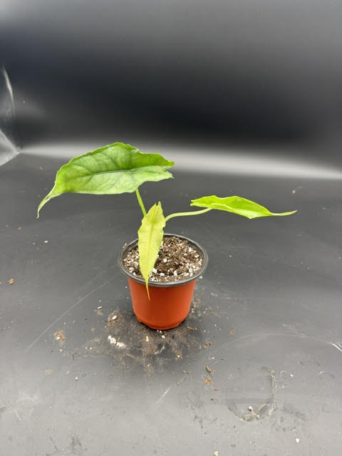 Alocasia Dragon Breath