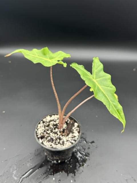 Alocasia Golden Dragon