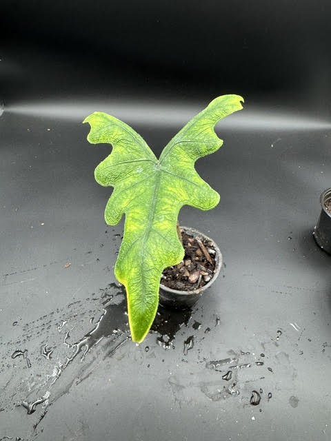 Alocasia Jacklyn
