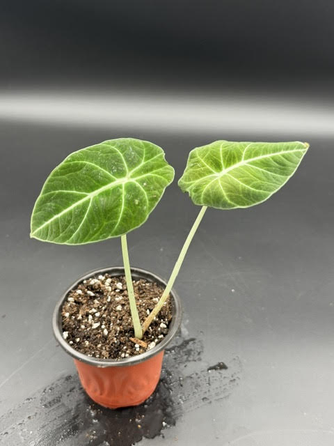 Alocasia Micholitziana 'Frydek'