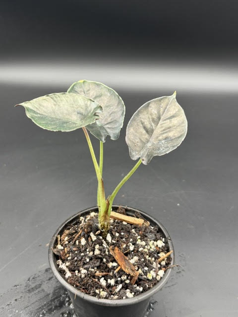 Alocasia Wentii