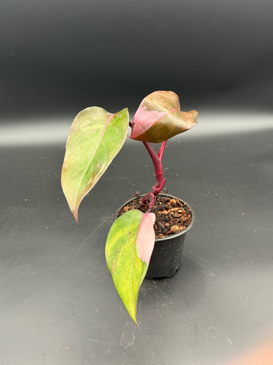 Pink Princess Philodendron