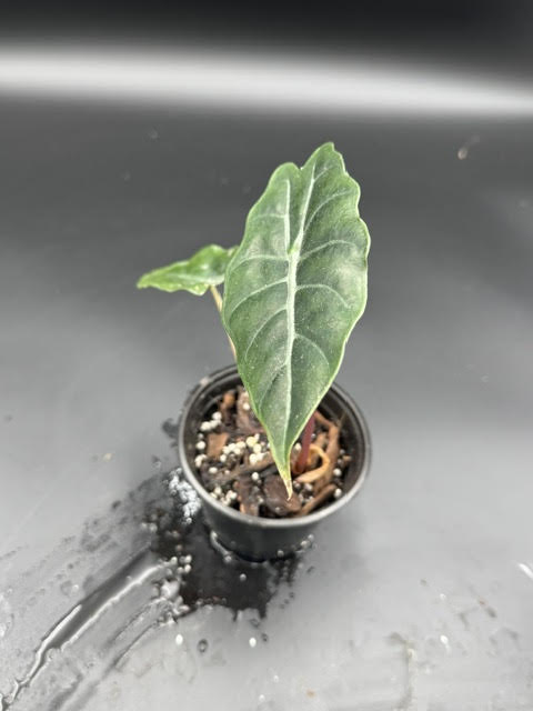 Alocasia Chantrieri
